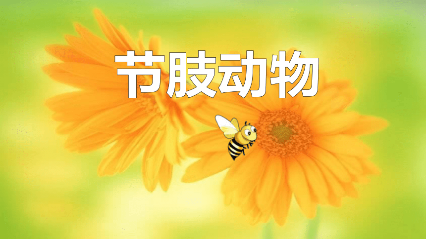 第三节节肢动物教学课件 (共21张PPT)