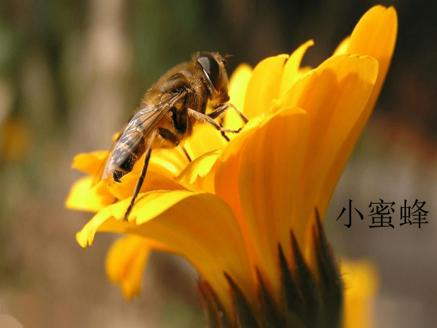 小蜜蜂 课件 (6)