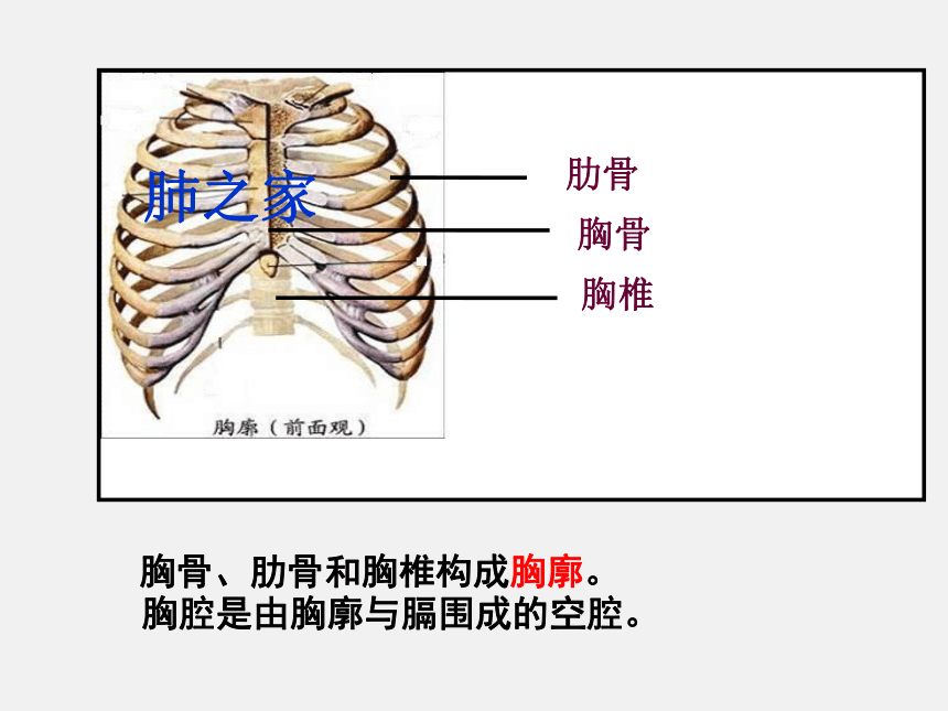 发生在肺内的气体交换课件 （共18张PPT）