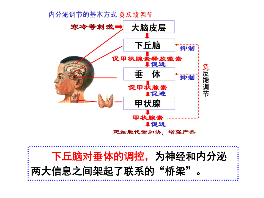 沪科版高中生物第二册第五章第三节内分泌系统中信息的传递和调节课件32张PPT