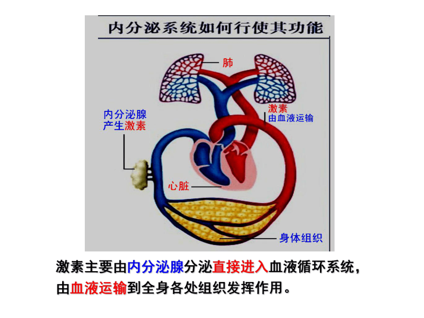 沪科版高中生物第二册第五章第三节内分泌系统中信息的传递和调节课件32张PPT