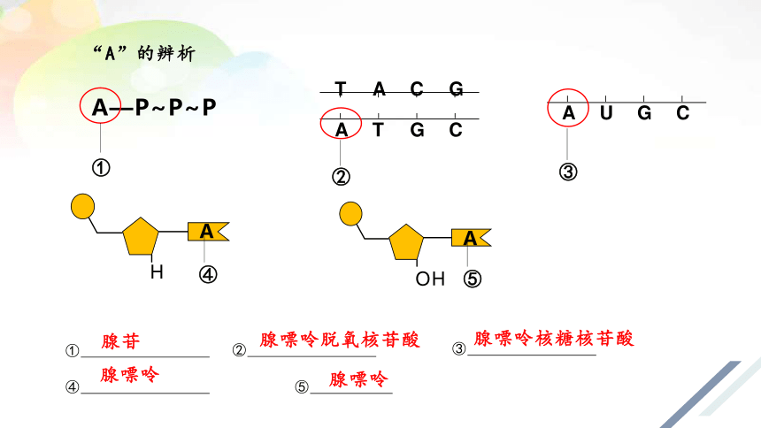 人教版（2019）必修1课件: 5.2 细胞的能量“货币”ATP(共25张PPT)