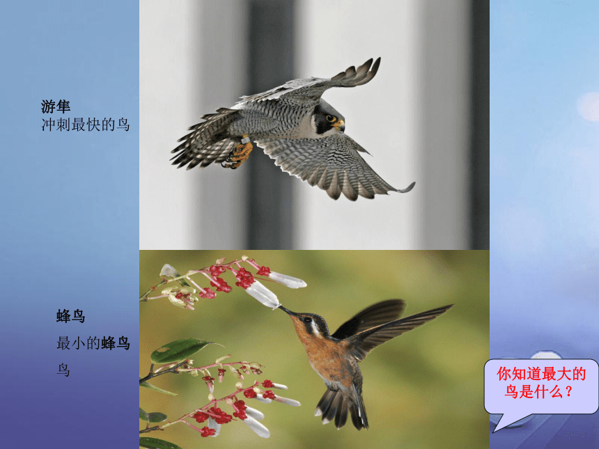 苏科版七下生物 12.1 鸟类 课件（17张PPT）