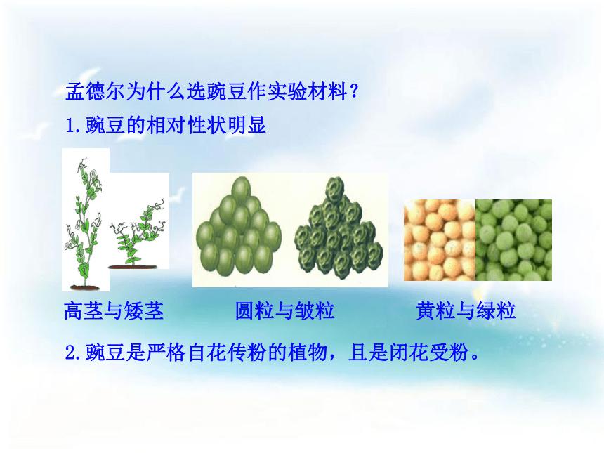 第三节 基因的显性和隐性课件（31张PPT）