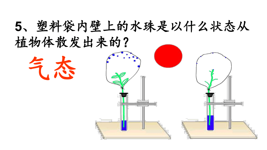 济南版七年级上册生物2.1.2 绿色植物的蒸腾作用课件(共45张PPT)