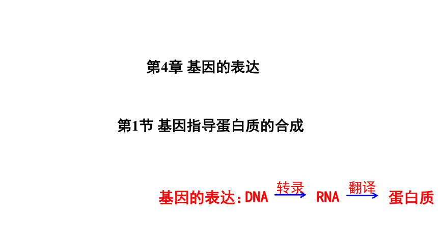 生物人教版（2019）必修2 4.1基因指导蛋白质的合成（共58张ppt1个视频）