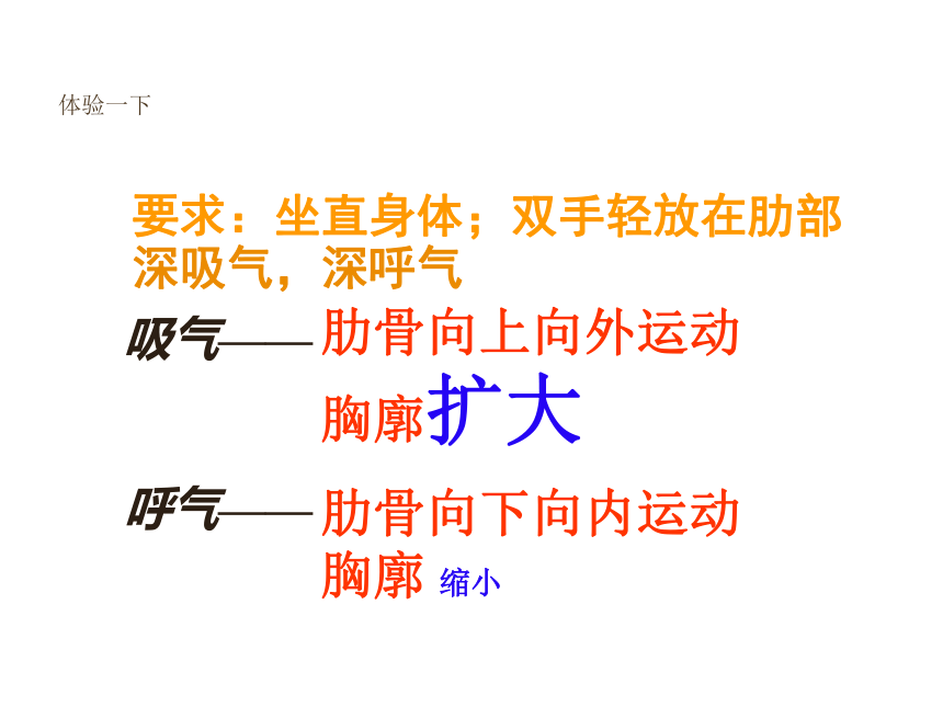 鲁科版 七年级上册生物3.2 发生在肺内的气体交换课件(共20张PPT)