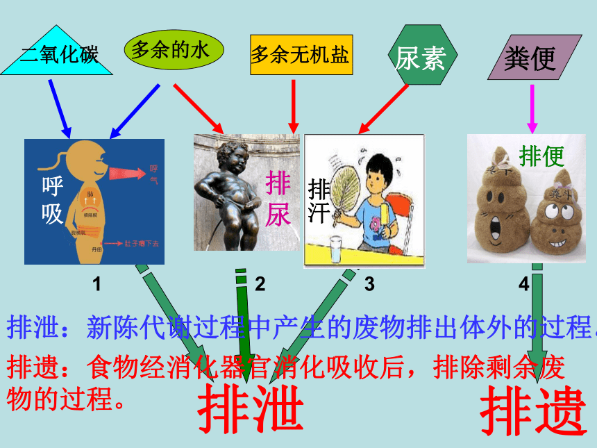 北京版七下生物 7.2 尿液的形成和排出  课件(17张PPT)