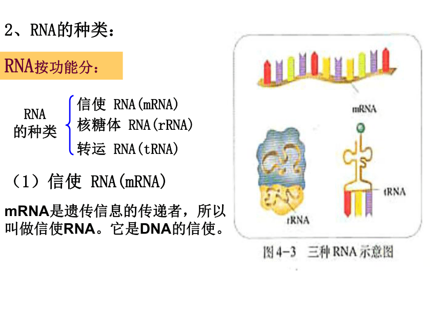 人教版高中生物必修二课件 4.1基因的表达第一节基因指导蛋白质的合成（共46张PPT）