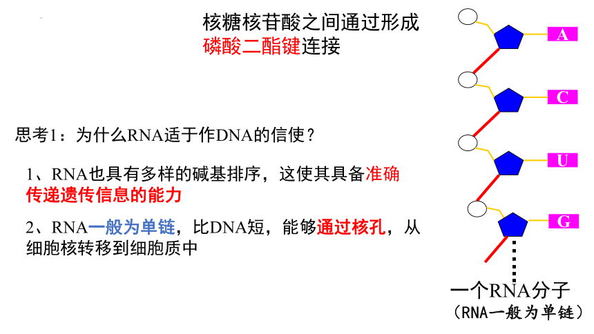 生物人教版（2019）必修2 4.1基因指导蛋白质的合成（共58张ppt1个视频）