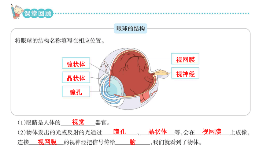 青岛版六年级科学下册第一单元课堂知识回顾与练习 复习课件(共31张PPT)