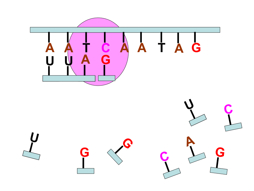 人教版高中生物必修二课件 4.1基因的表达第一节基因指导蛋白质的合成（共46张PPT）