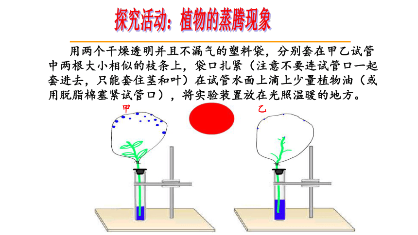 济南版七年级上册生物2.1.2 绿色植物的蒸腾作用课件(共45张PPT)