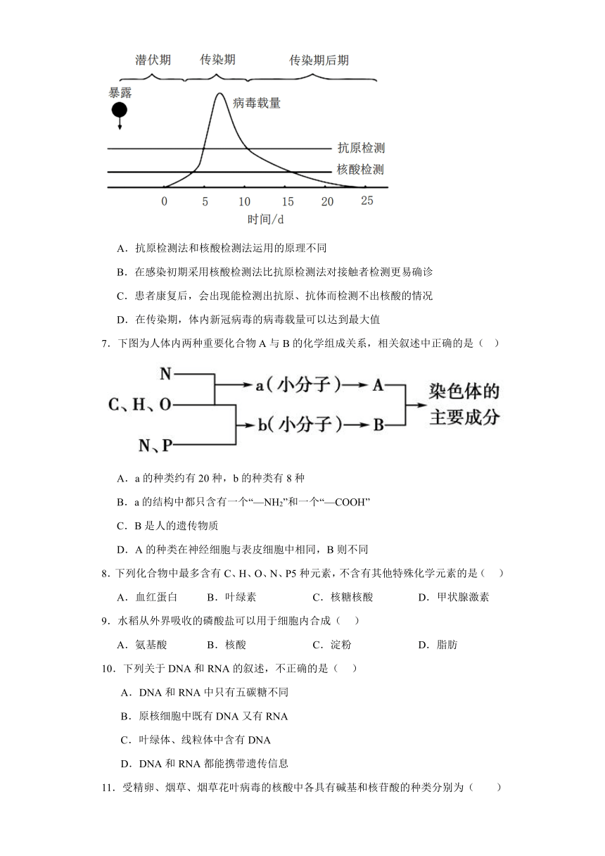 2.5核酸是遗传信息的携带者 测试题-2023-2024学年高中生物学人教版（2019））必修1（含解析）