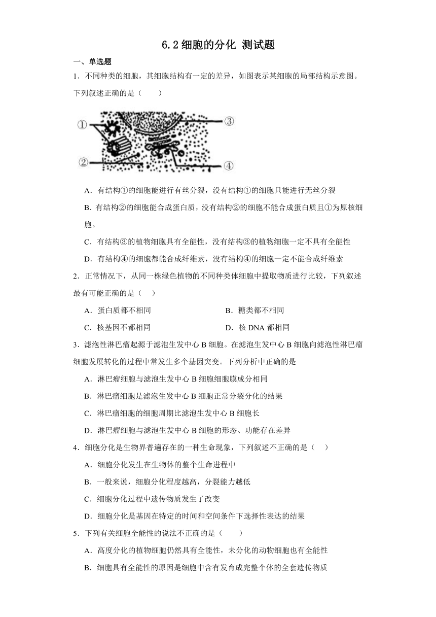 6.2细胞的分化测试题（含解析）2023-2024学年高中生物学人教版（2019）必修1