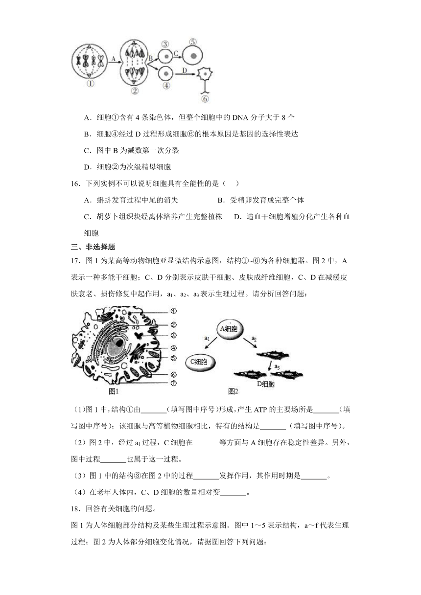 6.2细胞的分化测试题（含解析）2023-2024学年高中生物学人教版（2019）必修1