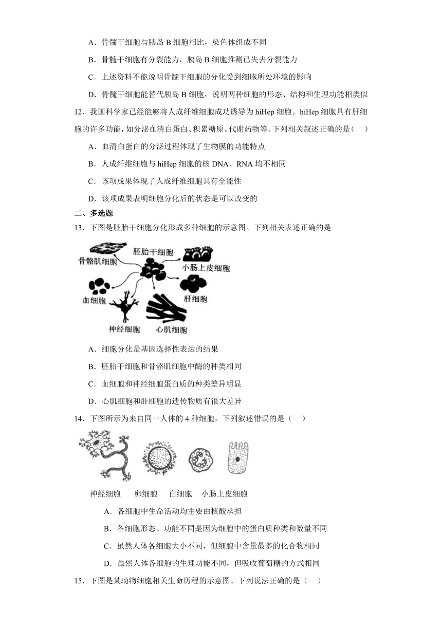 6.2细胞的分化测试题（含解析）2023-2024学年高中生物学人教版（2019）必修1