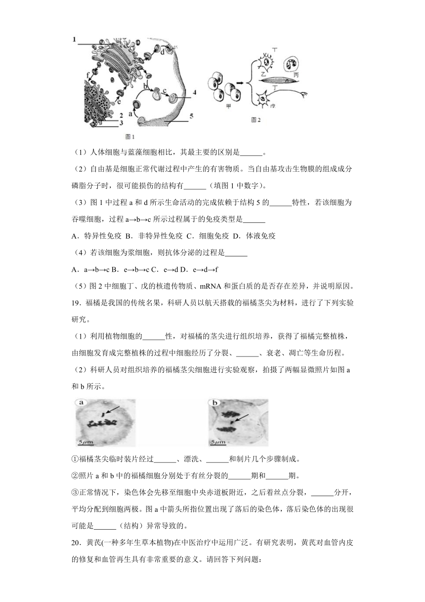 6.2细胞的分化测试题（含解析）2023-2024学年高中生物学人教版（2019）必修1