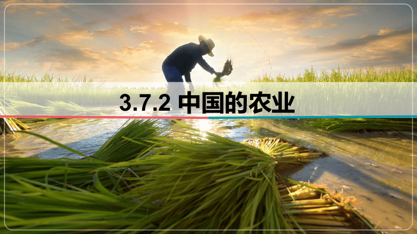 3.7.2 中国的农业-2024届高考区域地理课件（34张）