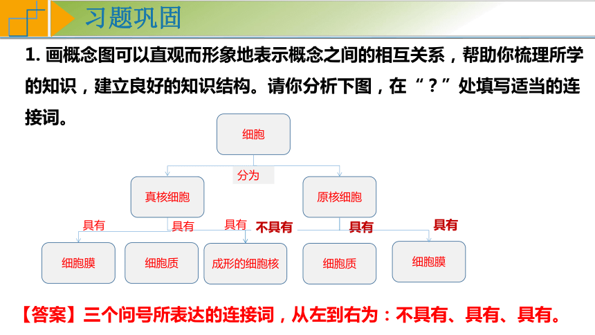 1.2 细胞的多样性和统一性（第2课时）（课件）（共38张PPT）高一生物（人教版2019必修1）