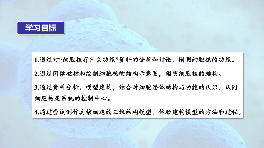 3.3 细胞核的结构和功能(共29张PPT)-高一生物课件（人教版2019必修1）