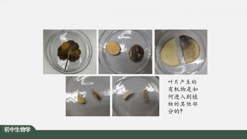 3.4 绿色植物是生物圈中有机物制造者 课件（共25张PPT）