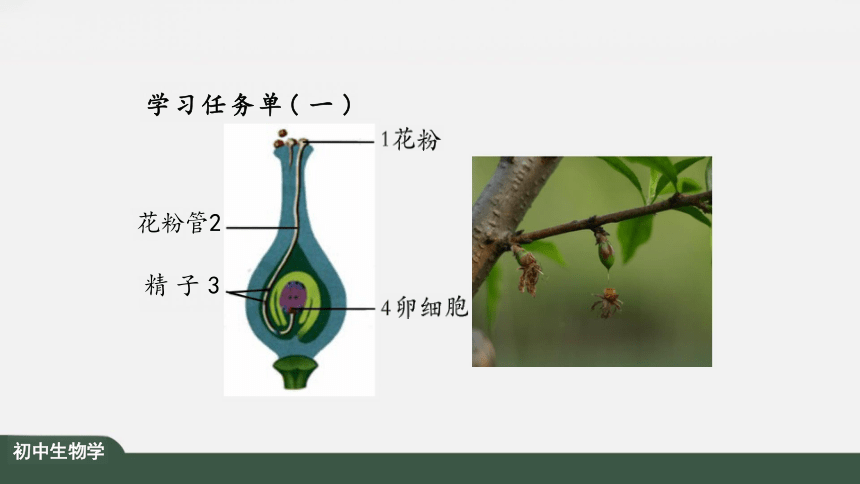 3.2.3 开花和结果 课件（共35张PPT）