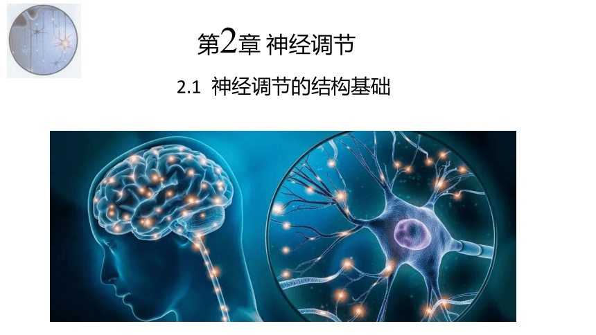 2.1 神经调节的结构基础(共22张PPT)-高二生物课件（人教版2019选择性必修1）