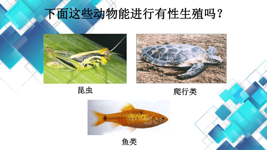 10.4 生物生殖的多种方式 课件（共15张PPT）2023-2024学年北京版生物八年级上册
