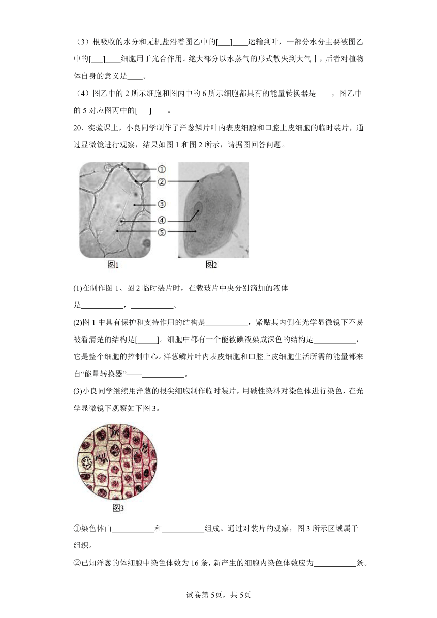 2023-2024学年初中生物苏教版七年级上册期末测试模拟卷2（答案+解析）