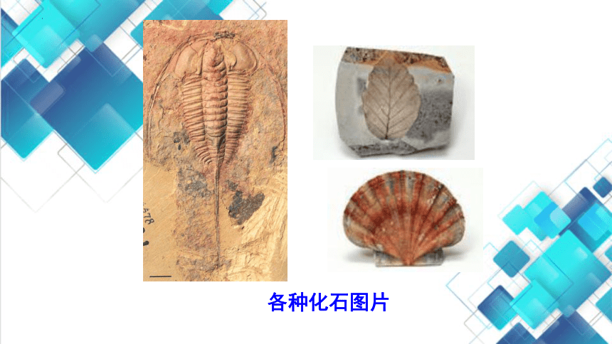 12.2人类的起源与进化课件(共22张PPT)2023-2024学年北京版生物八年级上册