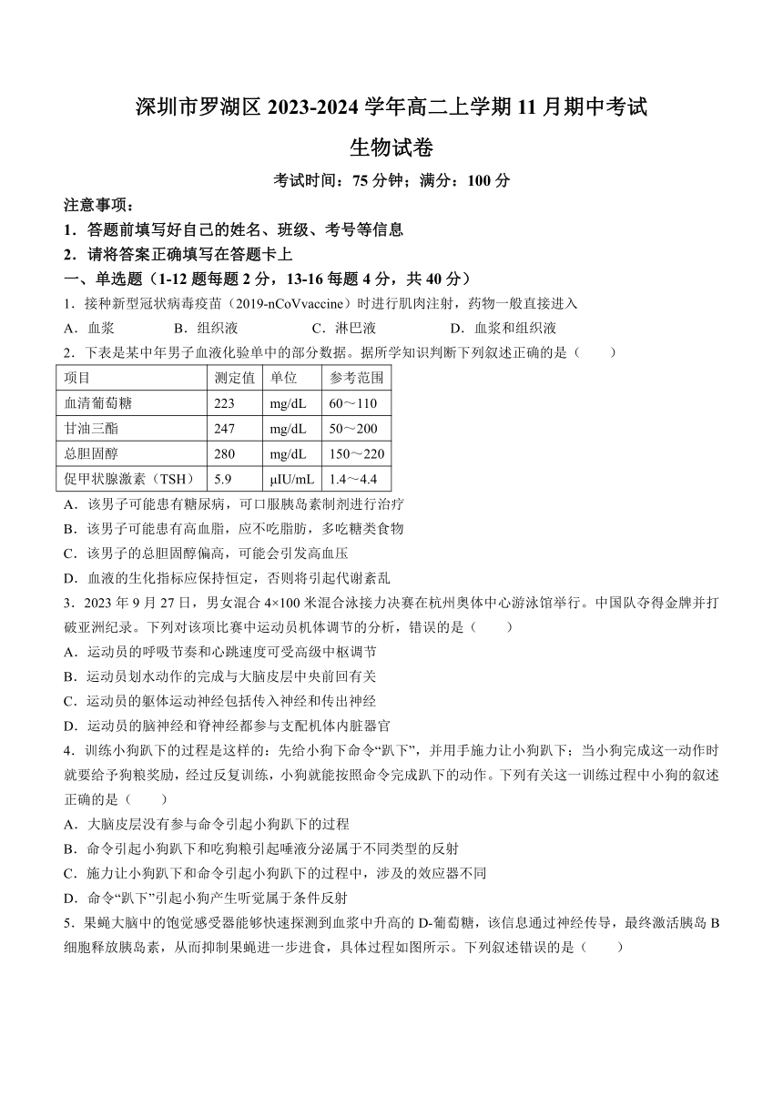 广东省深圳市罗湖区2023-2024学年高二上学期11月期中考试生物学试题（含答案）