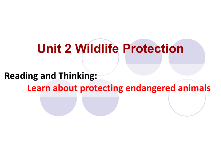 人教版（2019）必修 第二册Unit 2 Wildlife protection Listening and Speaking课件(共40张PPT)