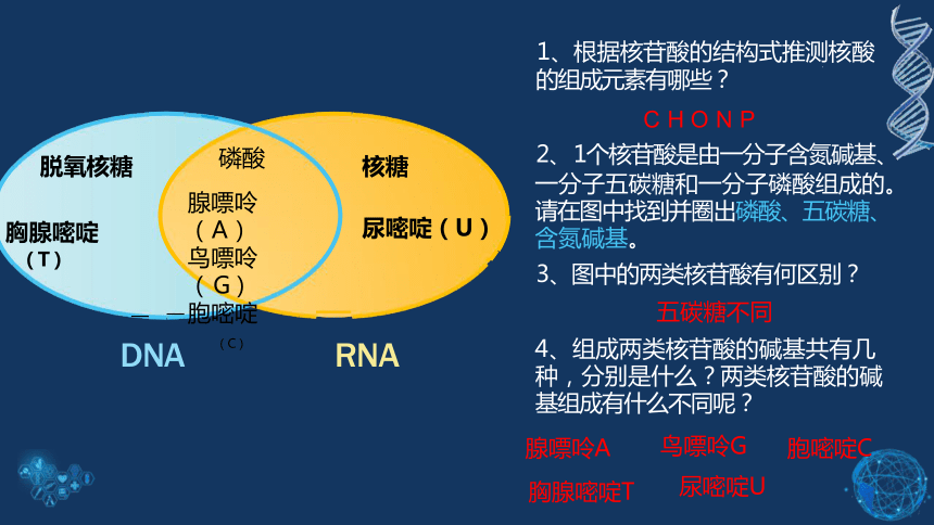 2.5 核酸是遗传信息的携带者(共19张PPT)-高一生物学（人教版2019必修1）