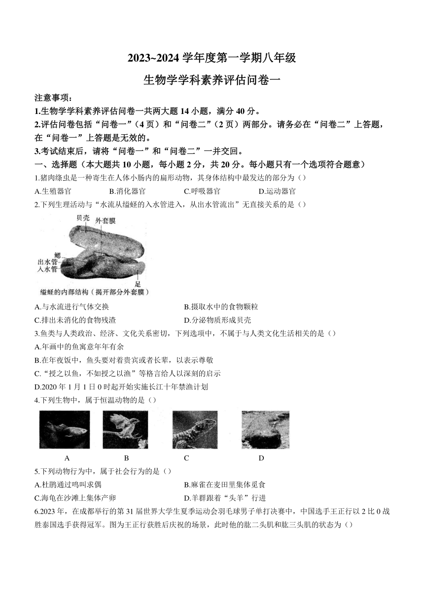 安徽省六安市霍邱县2023-2024学年八年级上学期期中生物试题（Word版含答案）