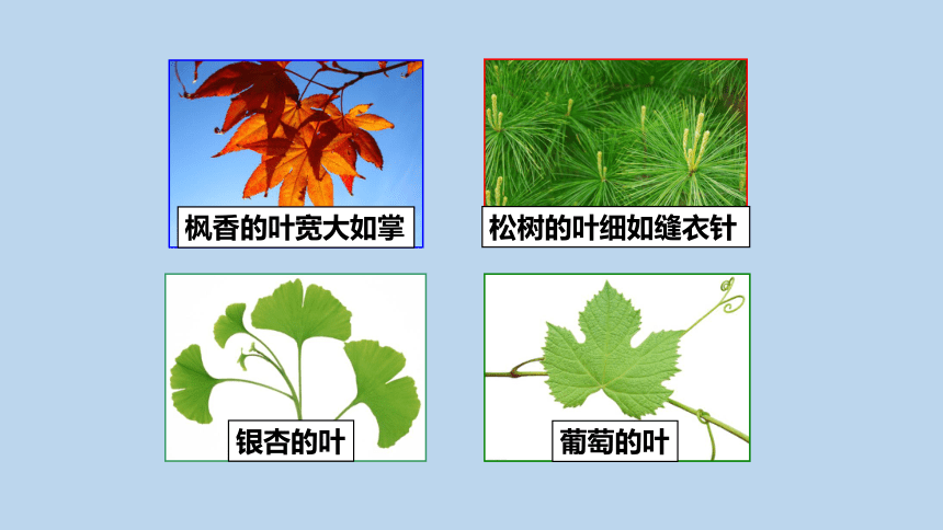 4.5 植物的叶与蒸腾作用（课件 23张ppt）