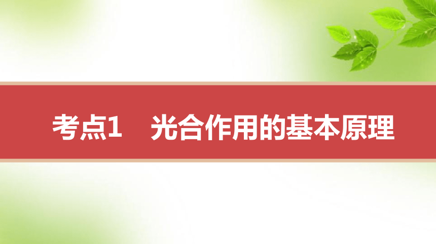 人教高考生物一轮复习课件：第13讲　光合作用的原理及影响因素(共78张PPT)