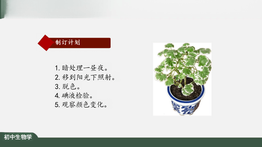 3.4 绿色植物是生物圈中有机物制造者 课件（共25张PPT）
