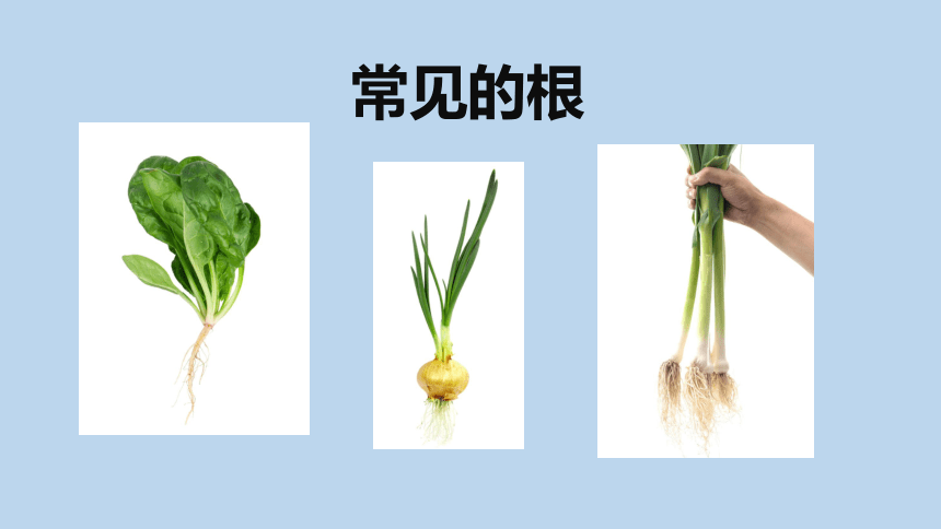 4.3 植物的根与物质吸收（课件 38张ppt）