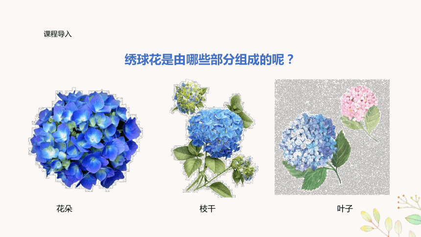 美术社团课程《绣球花儿朵朵开》小学延时服务课件(共21张PPT)