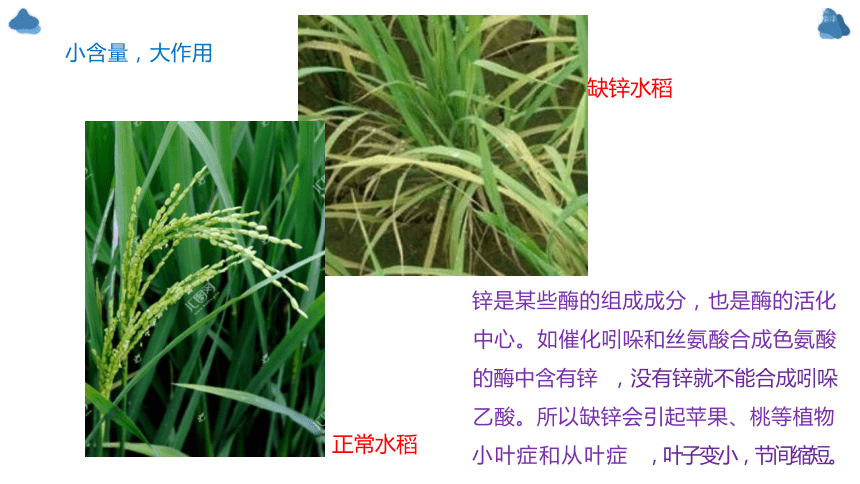 2.1 细胞中的元素和化合物(共15张PPT)-高一生物学（人教版2019必修1）