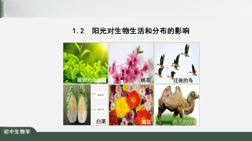 1.2.1 生物与环境的关系 课件（共25张PPT）