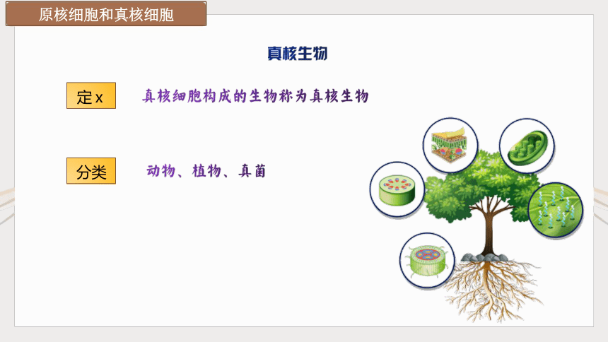 1.2 细胞的多样性和统一性课件(共21张PPT)-高一生物学（人教版2019必修1）