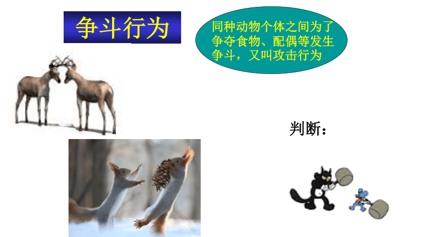 6.17.2动物的行为课件 (共46张PPT)苏科版生物八年级上册