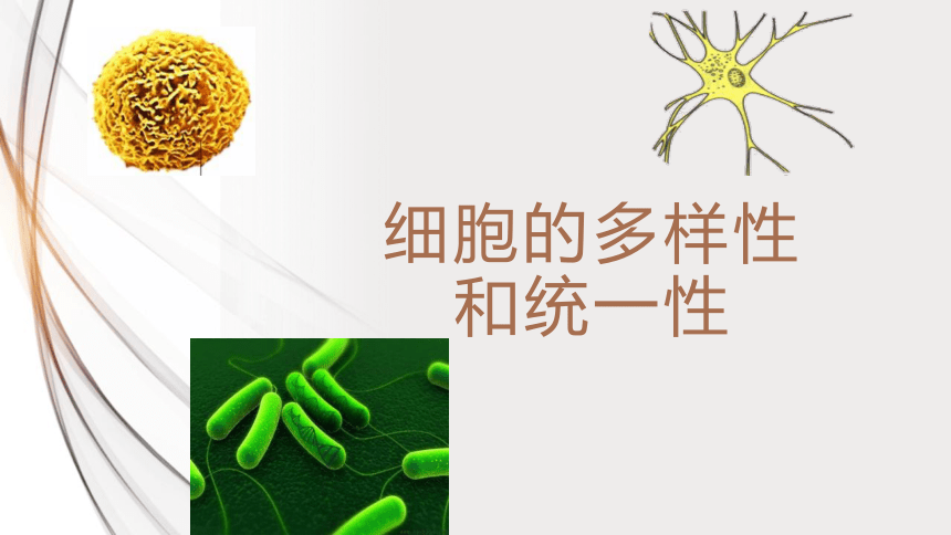 1.2 细胞的多样性和统一性课件(共21张PPT)-高一生物学（人教版2019必修1）