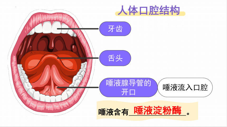 1.2.1食物在口腔中的消化课件(共22张PPT)2022--2023学年冀少版生物七年级下册