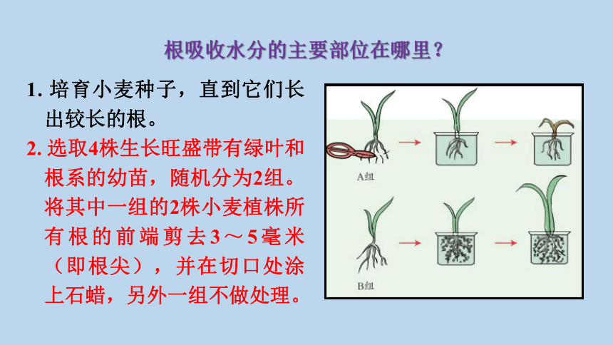 4.3 植物的根与物质吸收（课件 38张ppt）