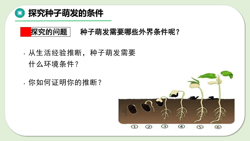 7.19.2植物的生长发育(共18张PPT)苏科版八年级上册生物