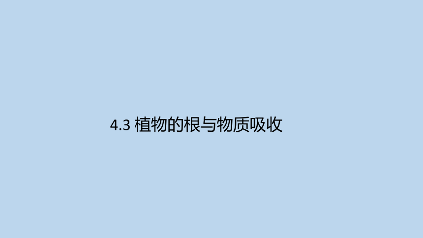 4.3 植物的根与物质吸收（课件 38张ppt）