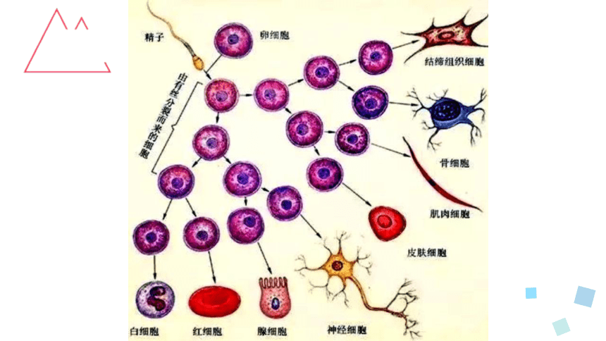 6.2 细胞的分化(共26张PPT)-高一生物学（人教版2019必修1）
